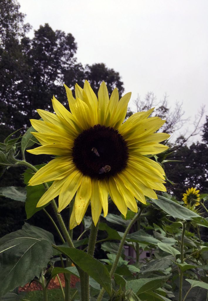 close up of sunflower